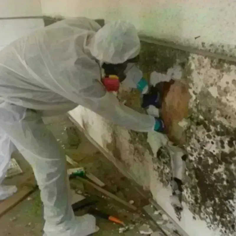 Mold Remediation and Removal in Eagle Lake, WI